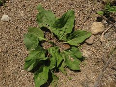 Plantago asiatica