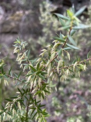 Styphelia setigera