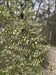 Styphelia setigera
