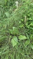 Plantago urvillei