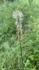 Plantago urvillei