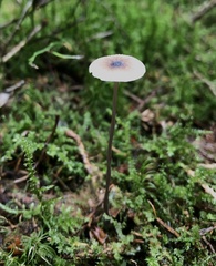 Mycena sanguinolenta