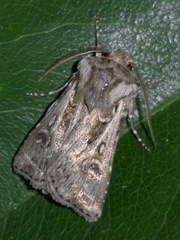 Agrotis vestigialis