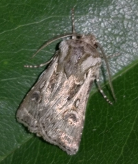 Agrotis vestigialis