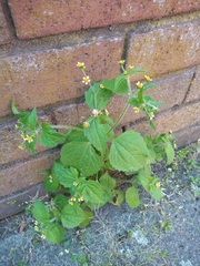 Galinsoga quadriradiata