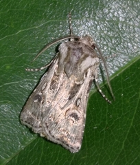Agrotis vestigialis
