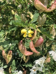 Colutea