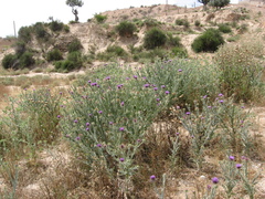 Onopordum macracanthum