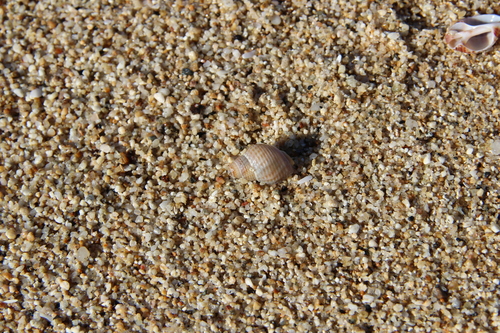 Caesia perpinguis