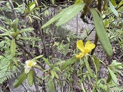 Hibbertia saligna