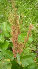 Rumex alpinus