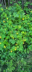Chelidonium majus