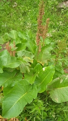 Rumex alpinus
