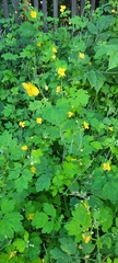 Chelidonium majus