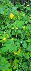Chelidonium majus