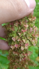 Rumex alpinus