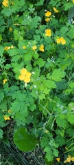 Chelidonium majus