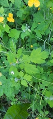 Chelidonium majus