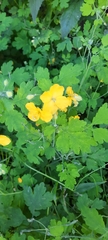 Chelidonium majus