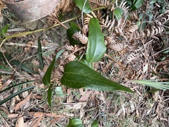 Smilax glyciphylla