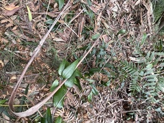 Smilax glyciphylla