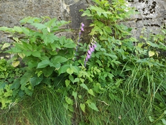 Campanula rapunculoides