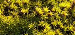 Didymodon torquatus
