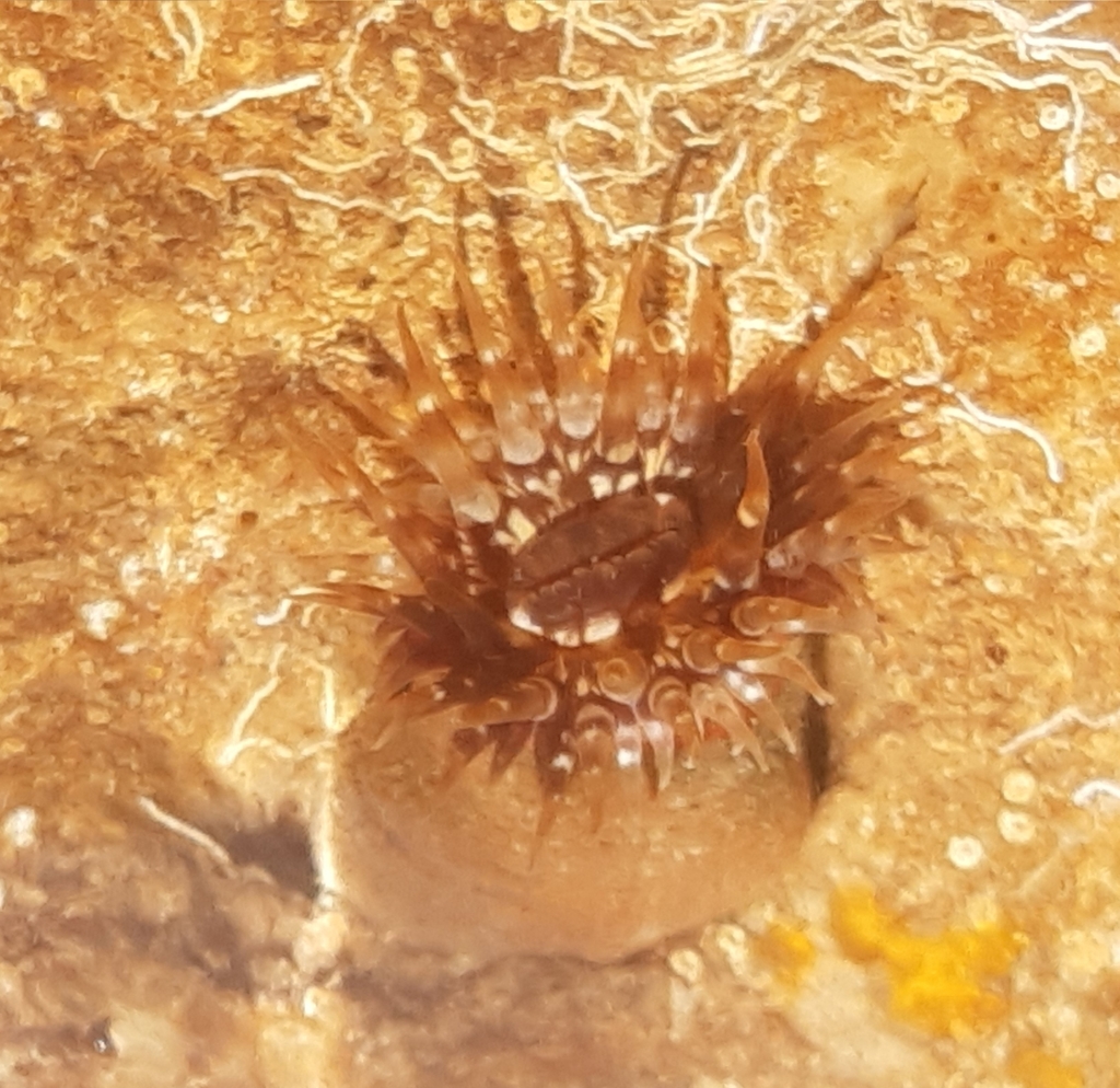 Telmatactis forskalii