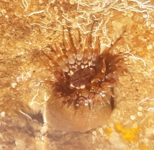 Telmatactis forskalii