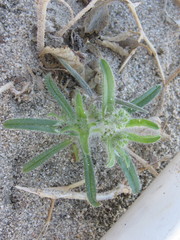Cryptantha barbigera