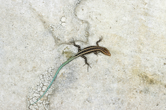 Anatololacerta anatolica