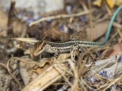 Anatololacerta anatolica