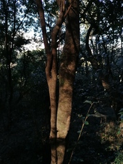 Trichocladus ellipticus