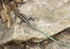 Anatololacerta anatolica