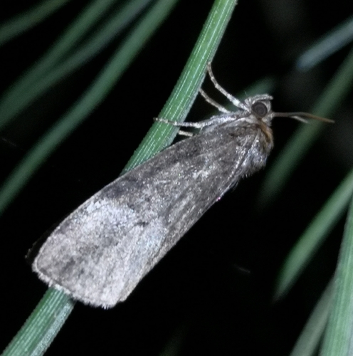 Common Lutestring, 9166 Schiermonnikoog, Niederlande, photo 6 of 10