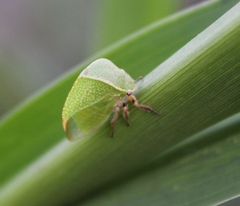 Spissistilus festinus