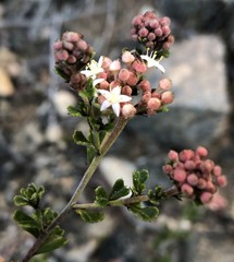 Pomaderris obcordata