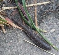 Stratiomys longicornis