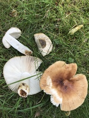 Russula grata