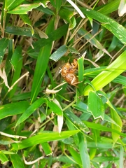 Graptopsaltria nigrofuscata