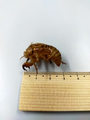 Graptopsaltria nigrofuscata