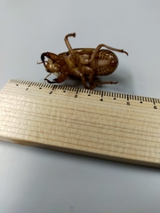 Graptopsaltria nigrofuscata