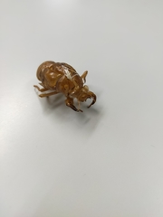 Graptopsaltria nigrofuscata