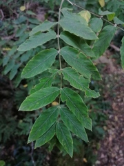Englerodaphne pilosa