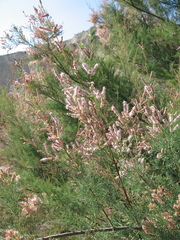 Tamarix canariensis