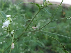 Zygogramma bicolorata