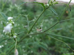 Zygogramma bicolorata