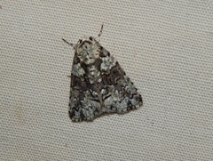 Blenina squamifera