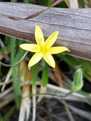 Hypoxis juncea
