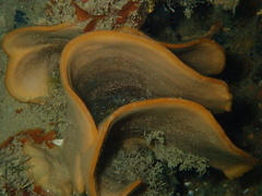 Steginoporella chartacea